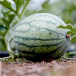 How to grow watermelon ؟