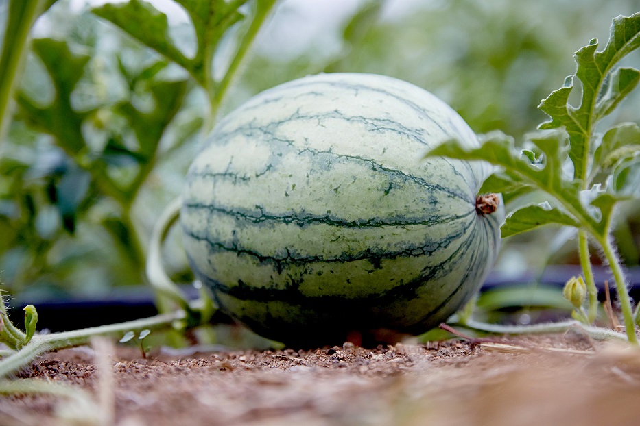 How to grow watermelon ؟